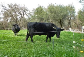 Dexter Cattle – The Ideal Family Cow